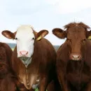 На роботизированной ферме в Курганской области за здоровьем коров следят «фитнес-браслеты»