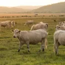 В 2021 году в ЛПХ Курганской области произведено почти 70% молока и 60% скота и птицы